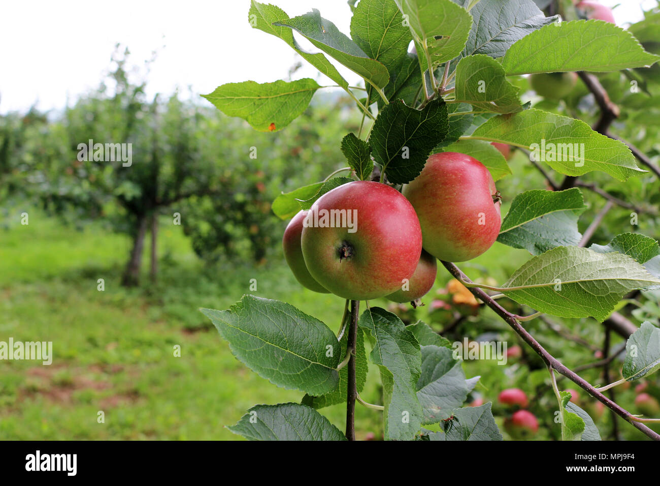 Rote Äpfel wachsen auf dem Baum Stockfoto