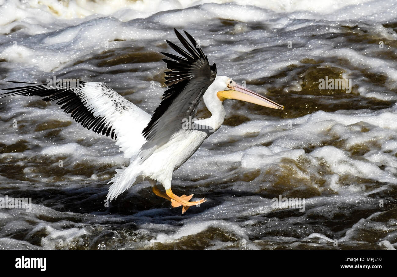 Ein Pelikan, Pelecanus erythrorhynchos, landet auf dem Roten Fluss im Nordwesten von Louisiana. Stockfoto