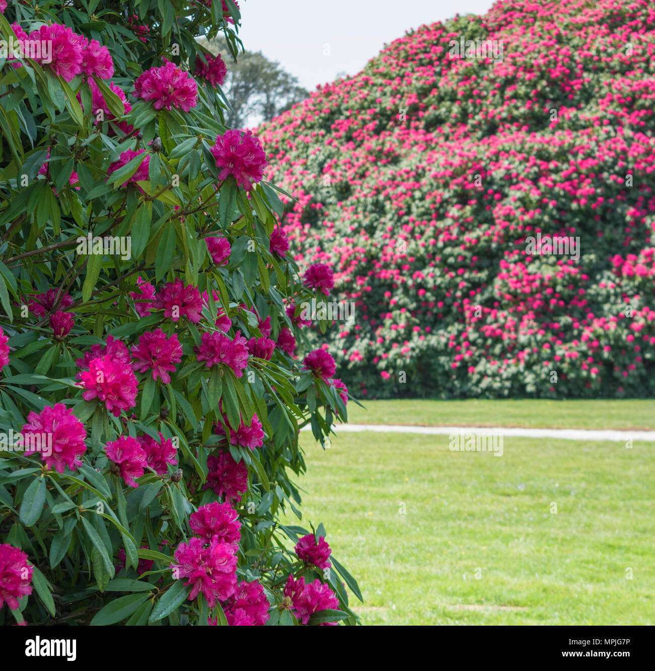 Offener Garten Charity Event am Tregothnan Immobilien, Cornwall, Großbritannien Stockfoto