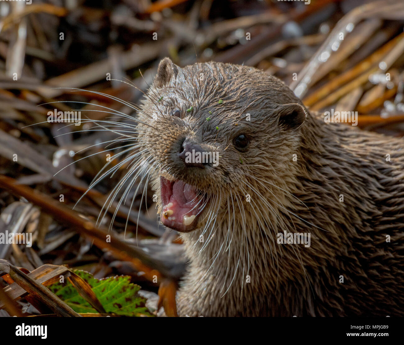 Otter Fisch zu essen, während die Runde suchen Stockfoto