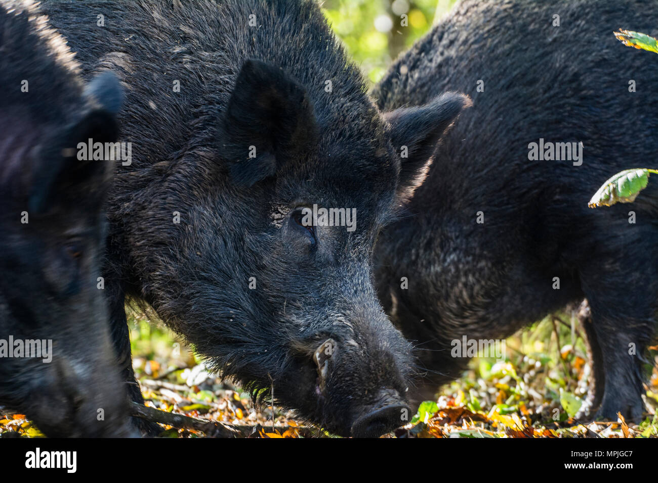 Wildschwein in einem Wald, tief unten Portrait von Hauer und Gesicht Stockfoto