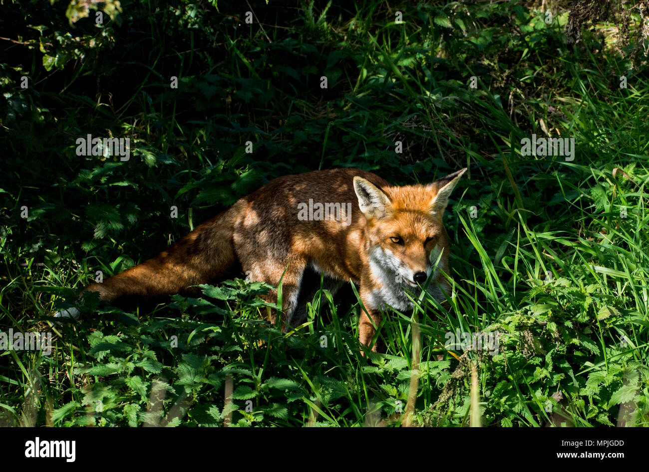 Wilden Fuchs Portrait an Kamera suchen Stockfoto