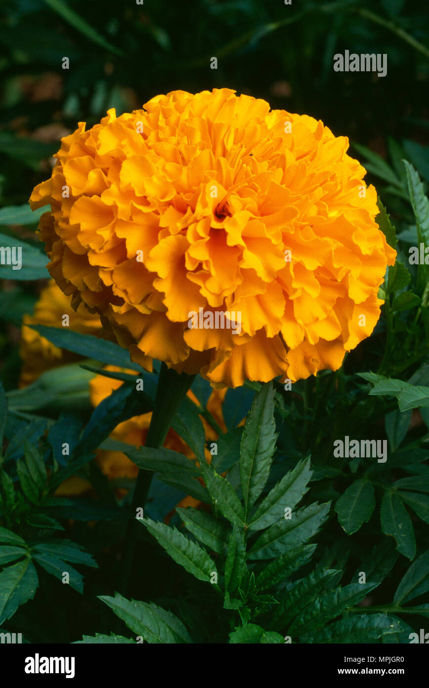 Afrikanische STUDENTENBLUME (TAGETES ERECTA)/Pennsylvania Stockfoto