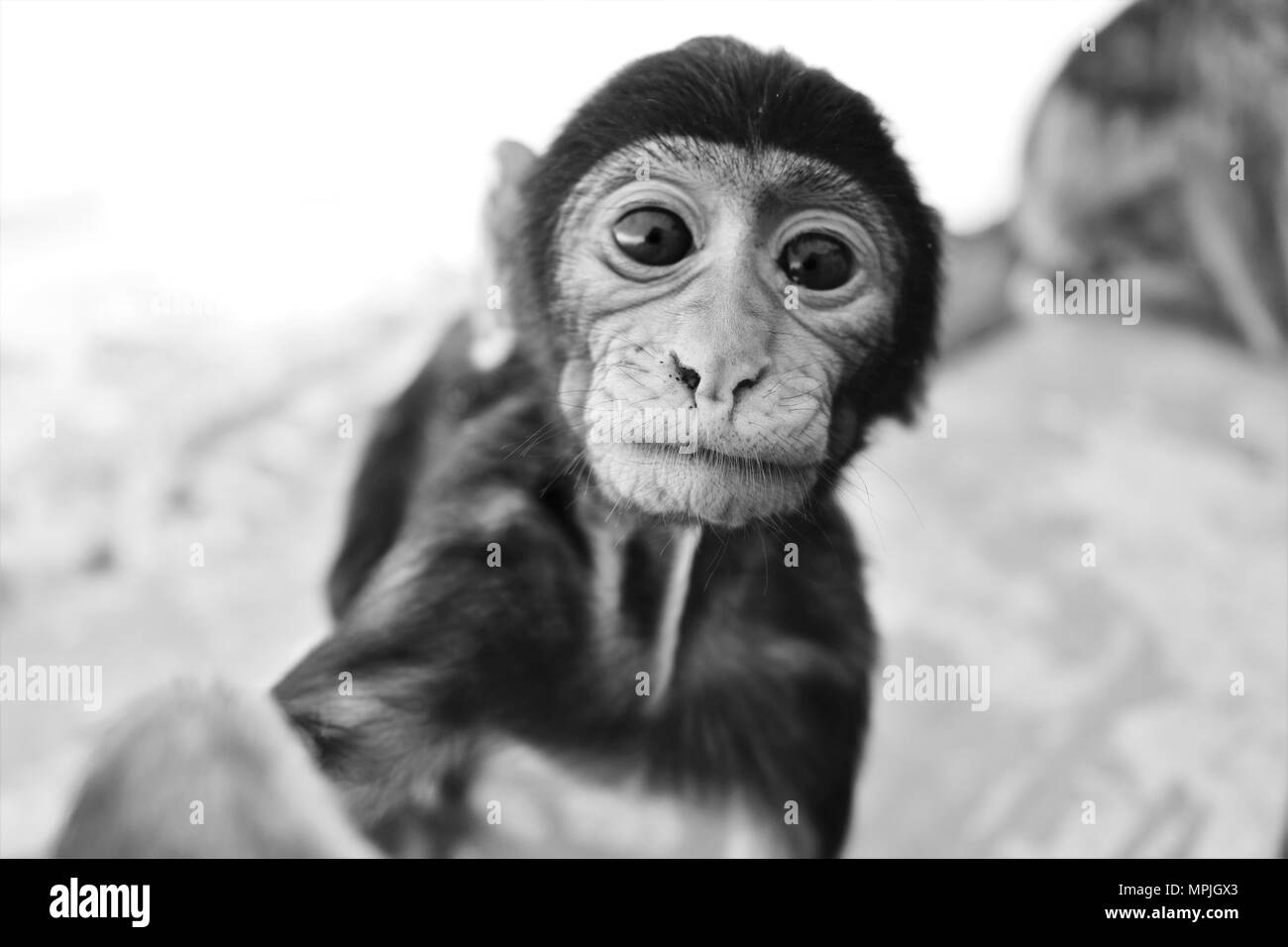 Die Berberaffen auf den Felsen von Gibraltar. Das Barbary Macaque Bevölkerung in Gibraltar ist der einzige wilde Affen Bevölkerung in den europäischen Kontinent. Stockfoto