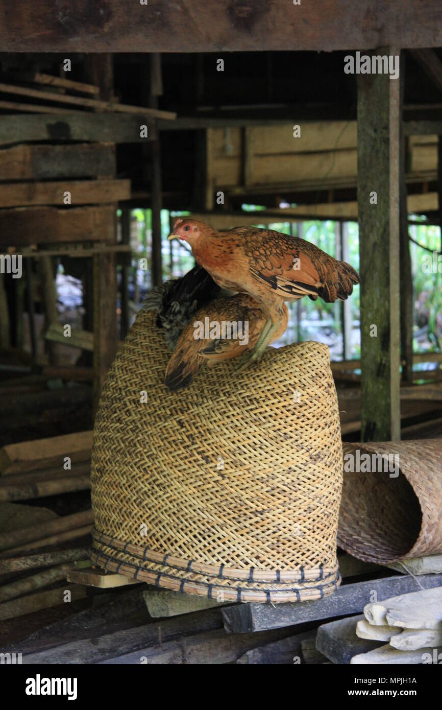 Iban Langhaus Huhn auf einem Korb Stockfoto