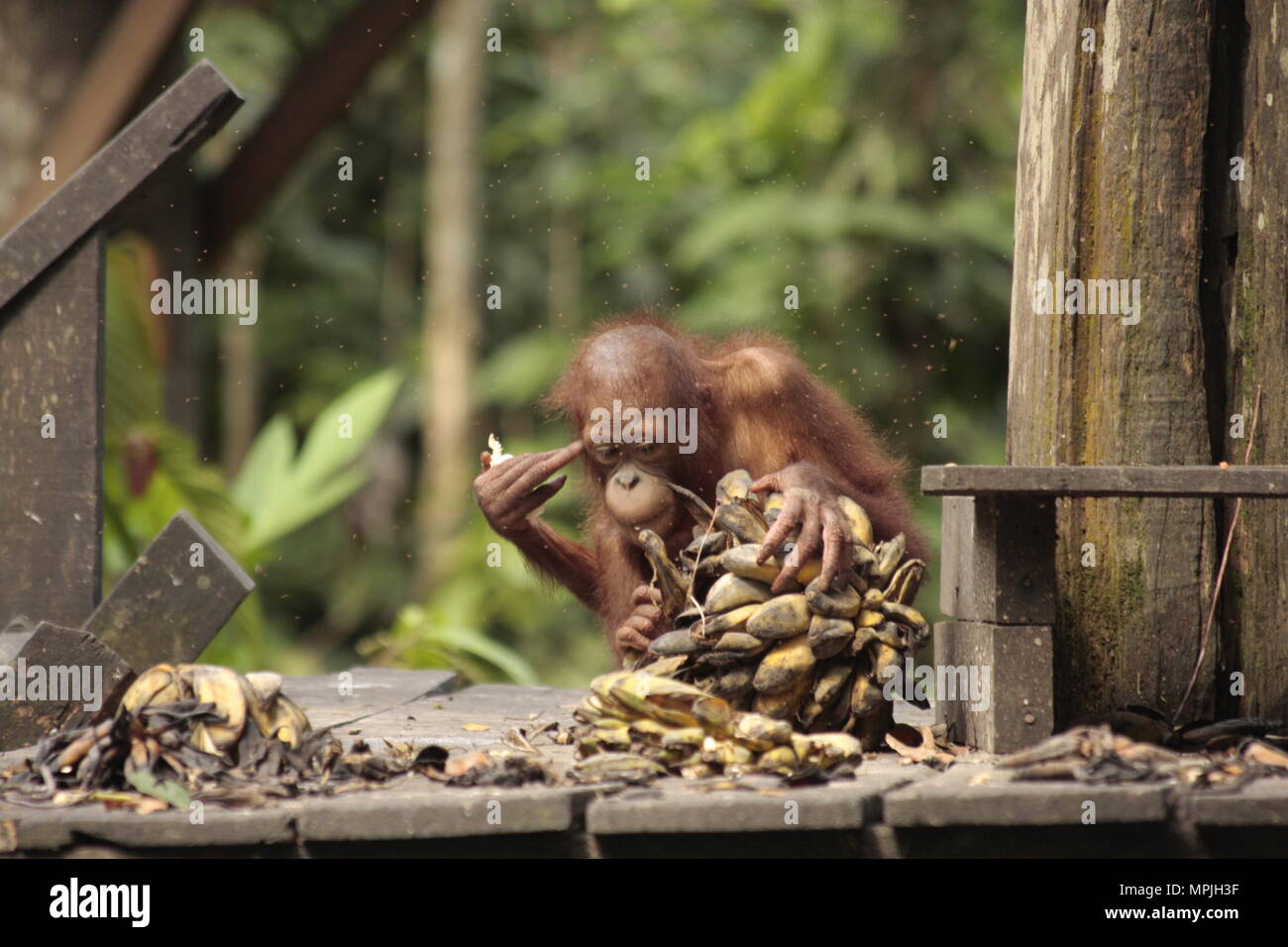 Orangu-tan Kinder in Sawarak - Semenggok Orangu-tan Heiligtum. Stockfoto