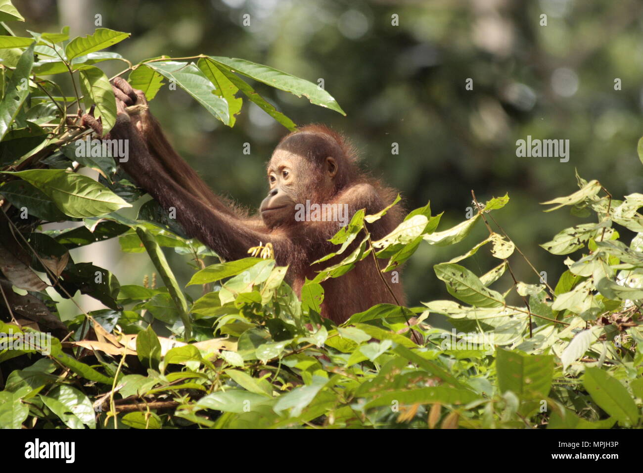 Orangu-tan in Sawarak - Semenggok Orangu-tan Heiligtum. Stockfoto
