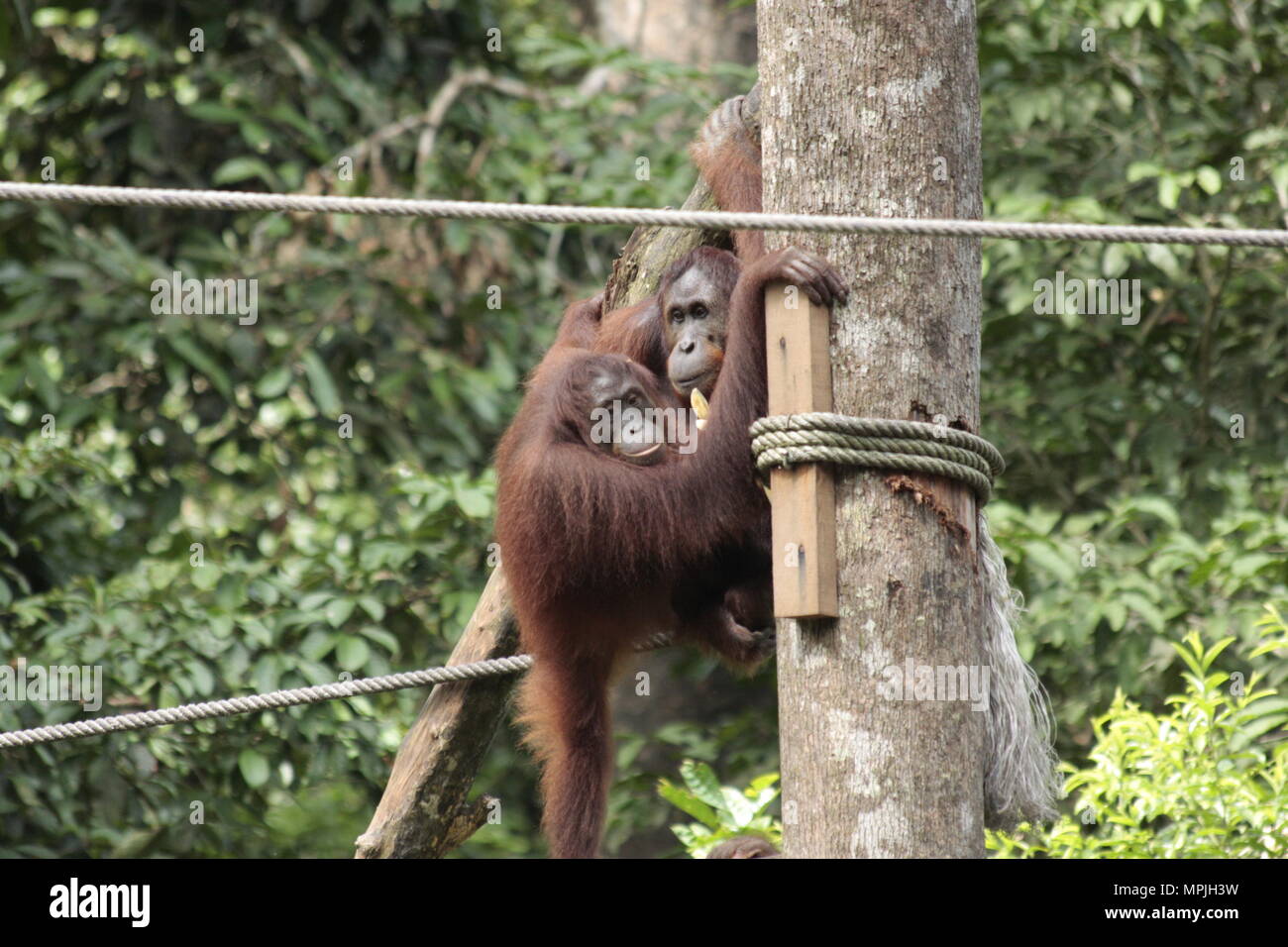 Orangu-Tans in Sawarak - Semenggok Orangu-tan Heiligtum. Stockfoto