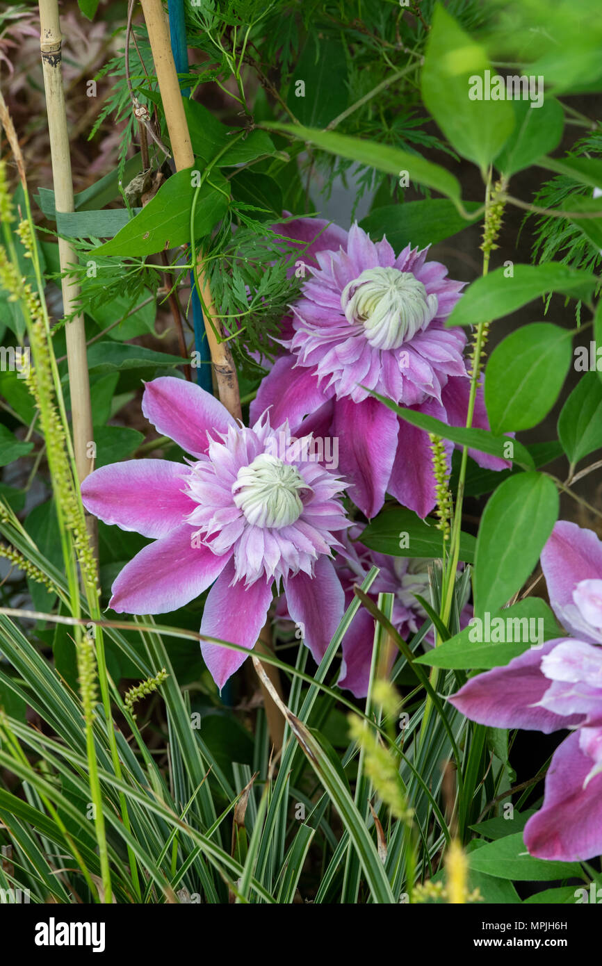 Clematis 'Josephine' Blumen. Frühe großblütigen Clematis. Großbritannien Stockfoto