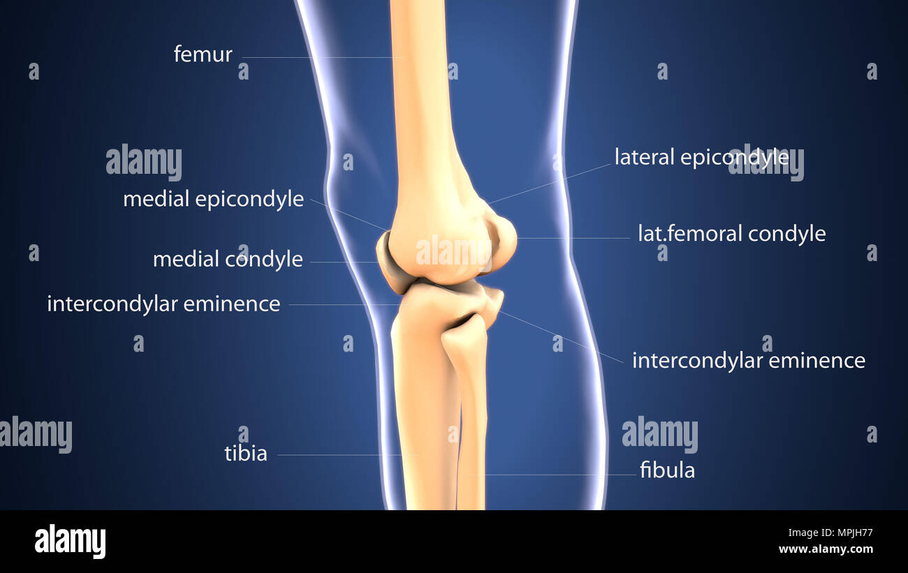 3D Darstellung der Anatomie der menschlichen Skelettknochen Stockfoto