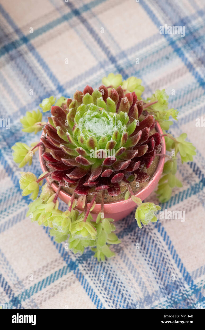 Sempervivum arachnoideum densum in einem Topf von oben. Hauswurz eine Blume zeigen. Großbritannien Stockfoto