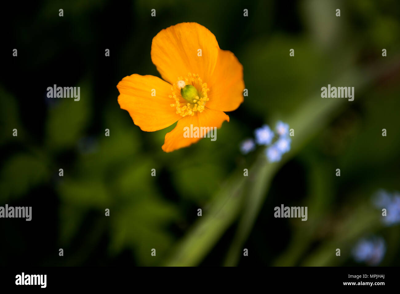 Anemone wächst in einer traditionellen englischen Country Garden in Thaxted Essex England Großbritannien im Mai. Stockfoto