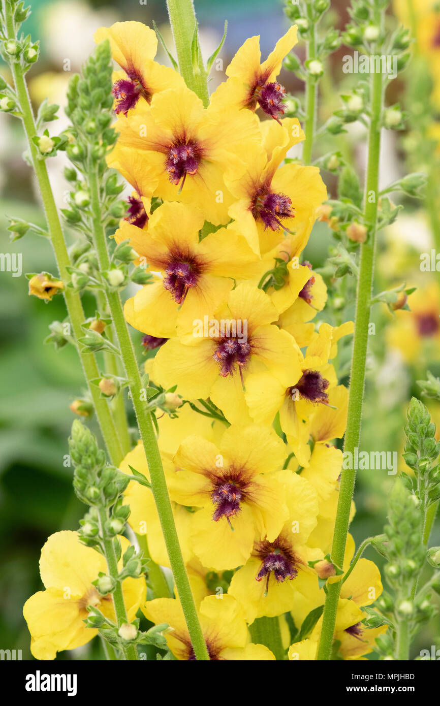 Molène 'Cotswold Queen'. Königskerze 'Cotswold Queen' Stockfoto