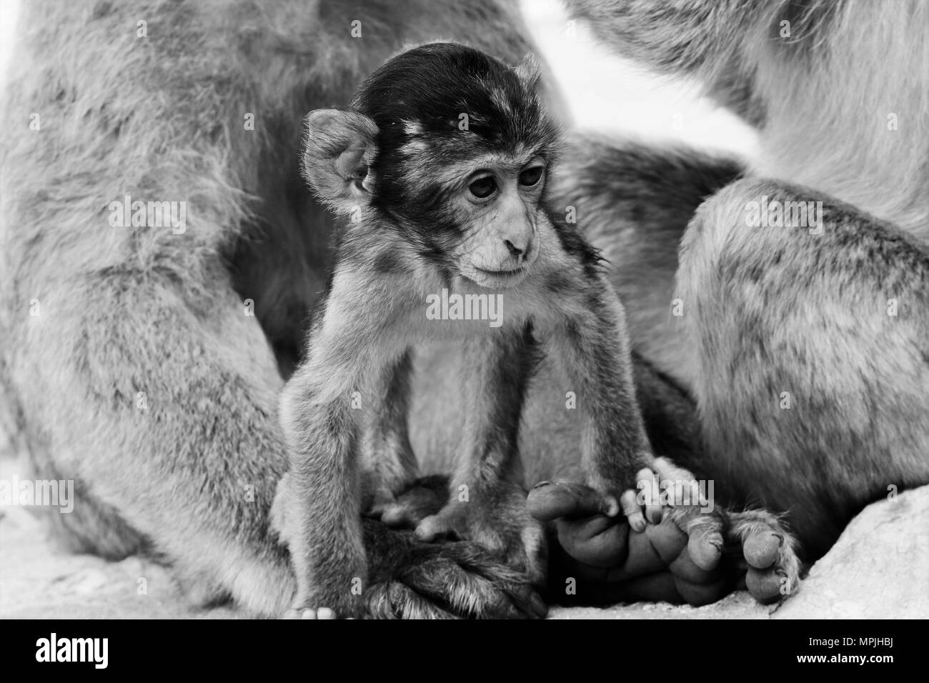 Die Berberaffen auf den Felsen von Gibraltar. Das Barbary Macaque Bevölkerung in Gibraltar ist der einzige wilde Affen Bevölkerung in den europäischen Kontinent. Stockfoto
