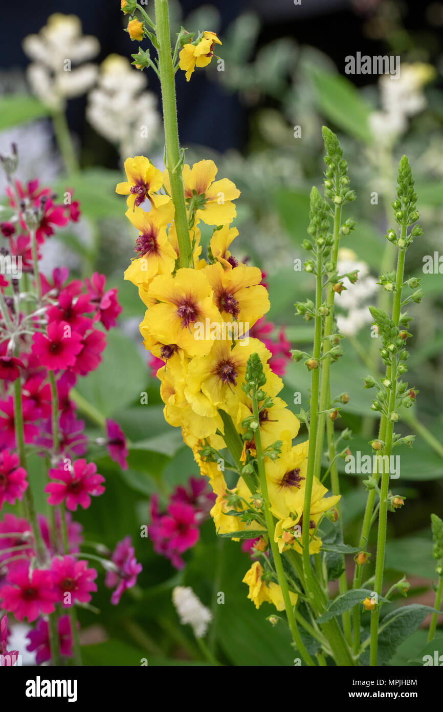 Molène 'Cotswold Queen'. Königskerze 'Cotswold Queen' Stockfoto