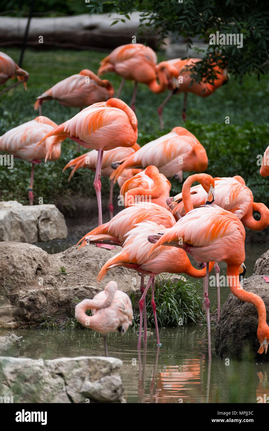 Flamingo' Stockfoto