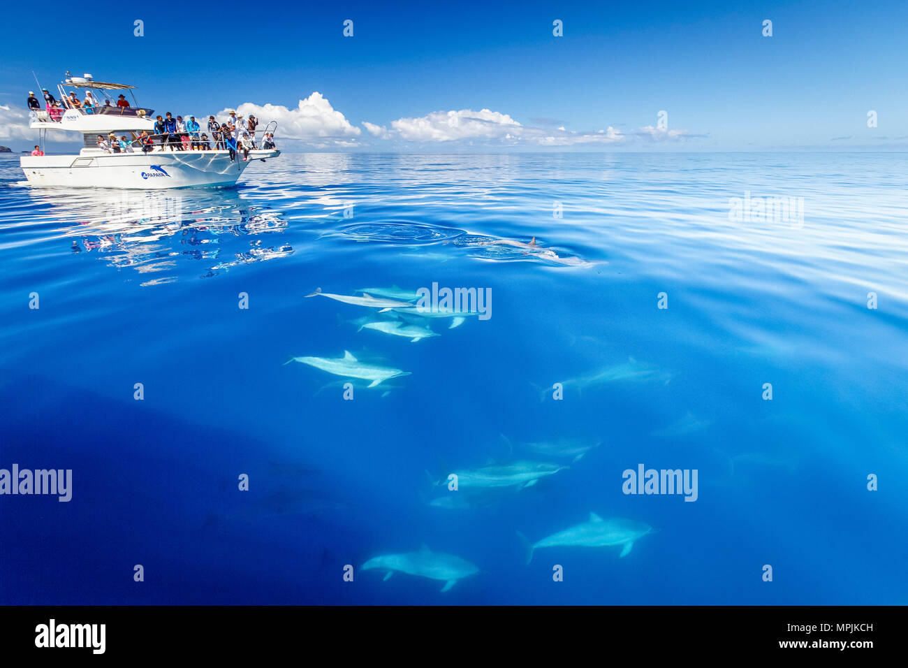 Spinner dolphin, Stenella longirostris, Chichi-jima, Bonin Inseln, Ogasawara Inseln, UNESCO-Weltkulturerbe, Japan, Pazifischer Ozean Stockfoto