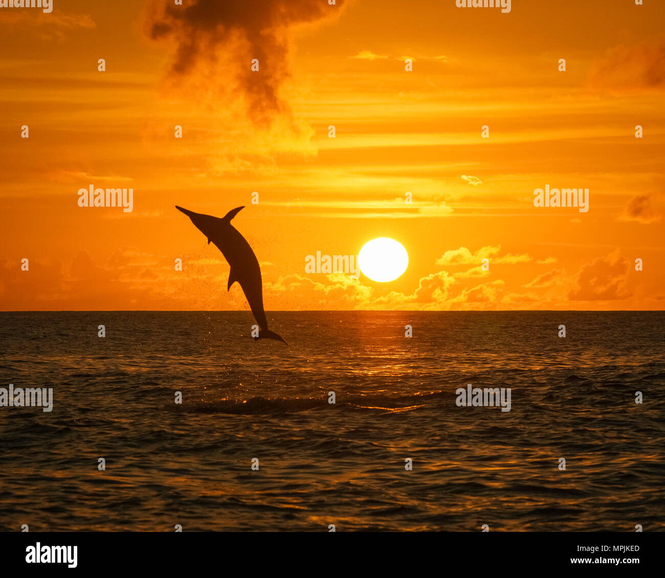 Spinner dolphin, Stenella longirostris, Springen, Springen, bei Sonnenuntergang, Silhouette, Chichi-jima, Bonin Inseln, Ogasawara Inseln, UNESCO Weltkulturerbe Stockfoto