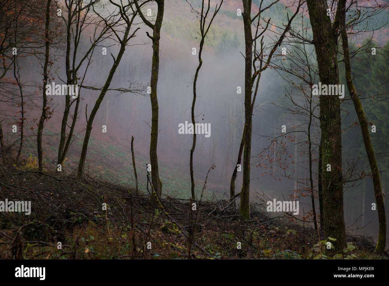 Wald im Winter gegen Deutschland Stockfoto