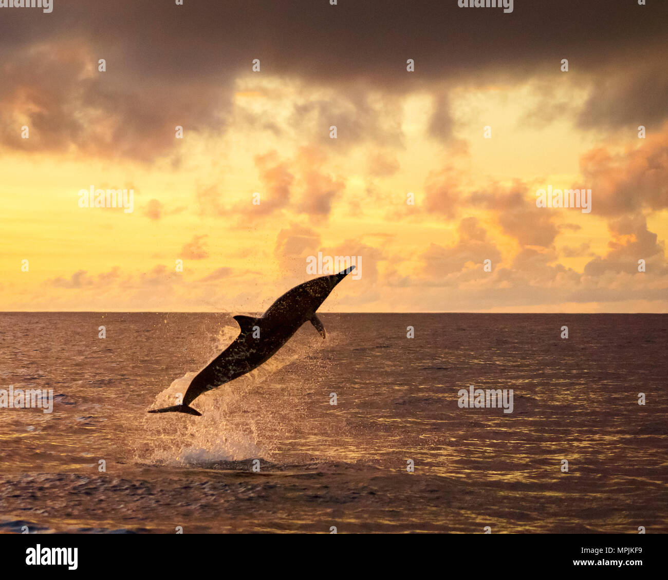 Spinner dolphin, Stenella longirostris, Springen, Springen, bei Sonnenuntergang, Silhouette, Chichi-jima, Bonin Inseln, Ogasawara Inseln, UNESCO Weltkulturerbe Stockfoto