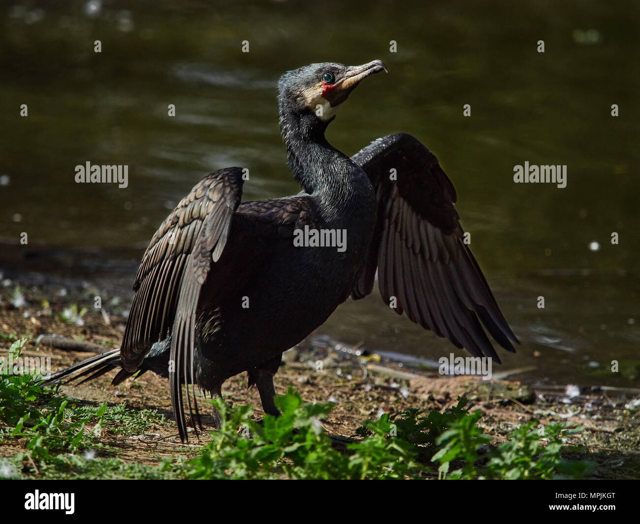 Große Wasservögel mit einem gelben Schnabel und schwarze Pflaume seine