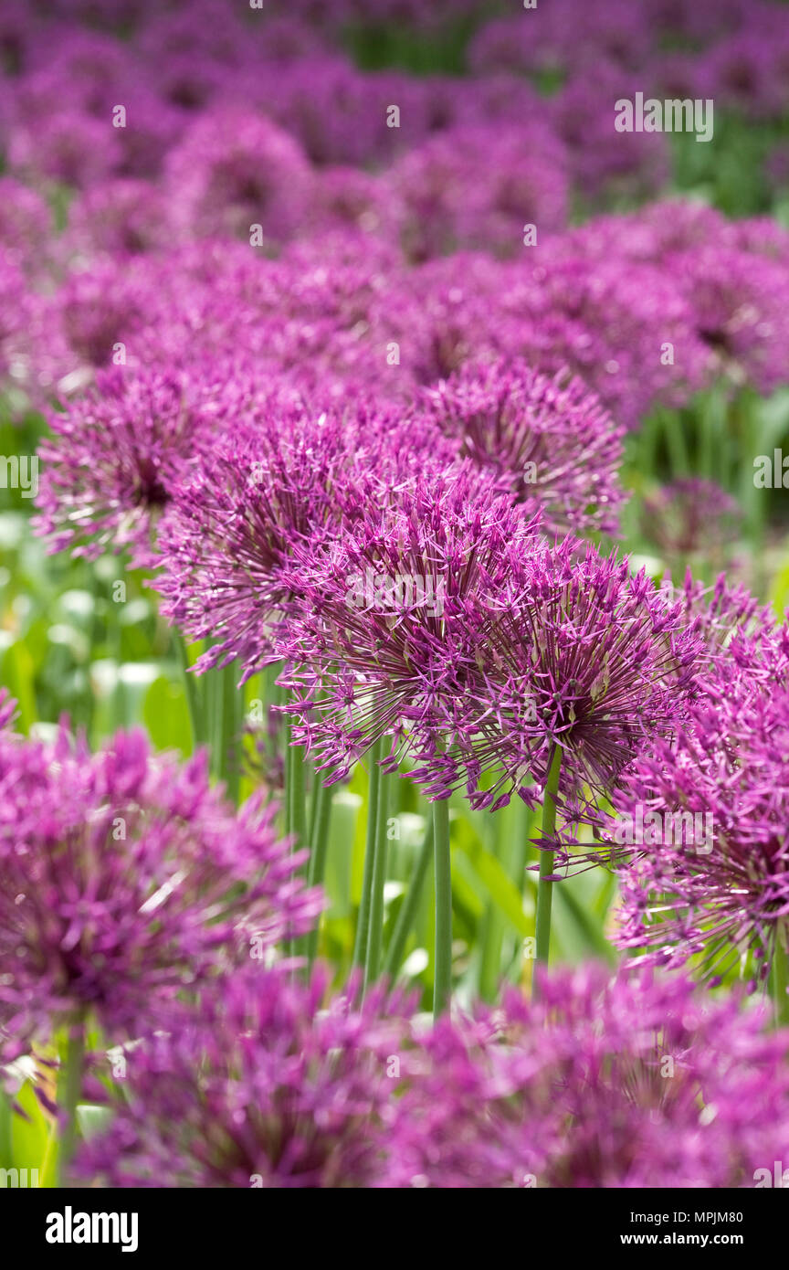 Allium 'Purple Rain' an der RHS Wisley Garden. Stockfoto