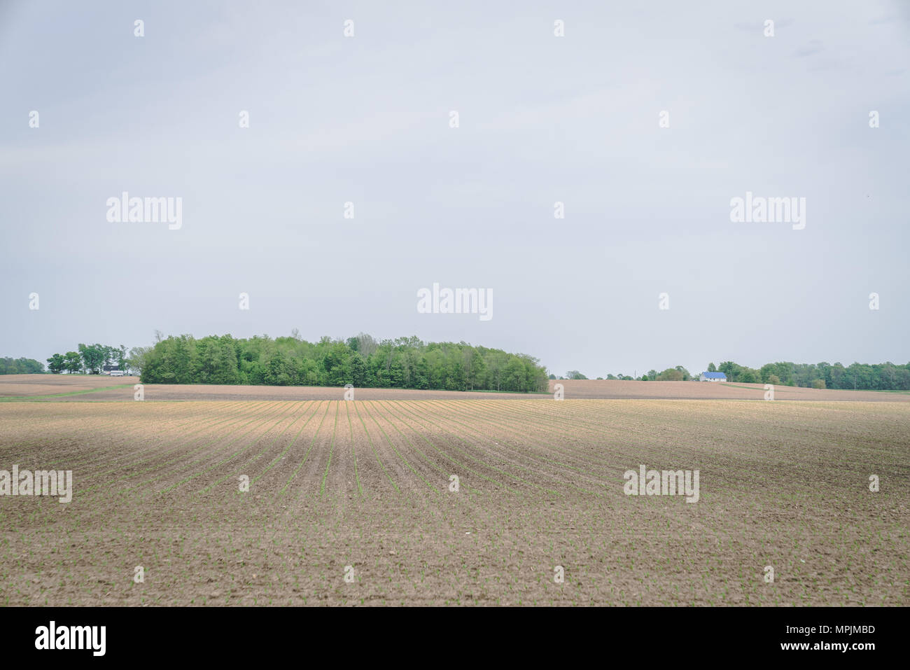 Öffnen Bauernhof Feld mit ein paar Bäumen in Indiana Farm Country, USA, Amerika, Americana Stockfoto