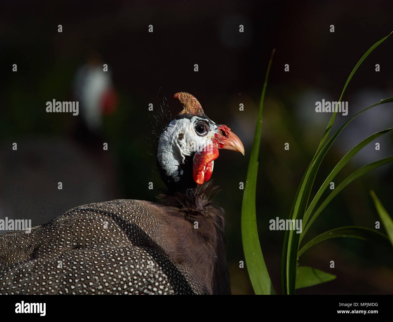 Perlhuhn mit weißen Kopf und hellen roten Leder Kamm unter grünen Gras auf schwarzem Hintergrund, Afrika. Stockfoto