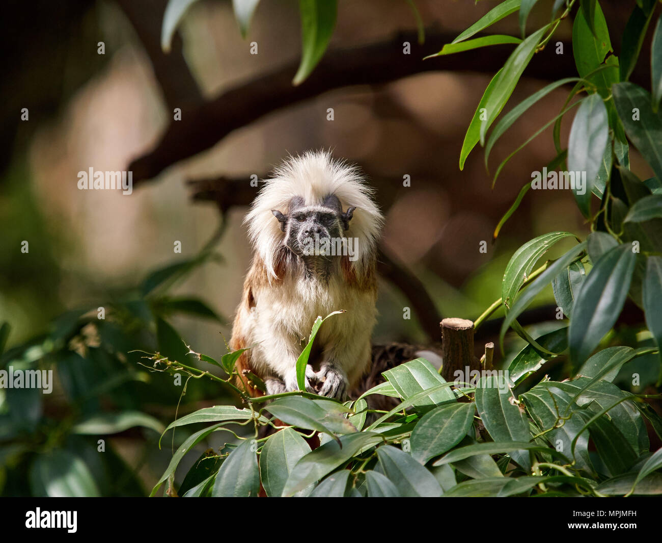 Ein Zwerg Affe spielen mit roten Haaren und einem weißen Haarbüschel auf dem Kopf sitzt unter dem grünen Blätter an einem Baum, die Tierwelt Afrikas. Stockfoto