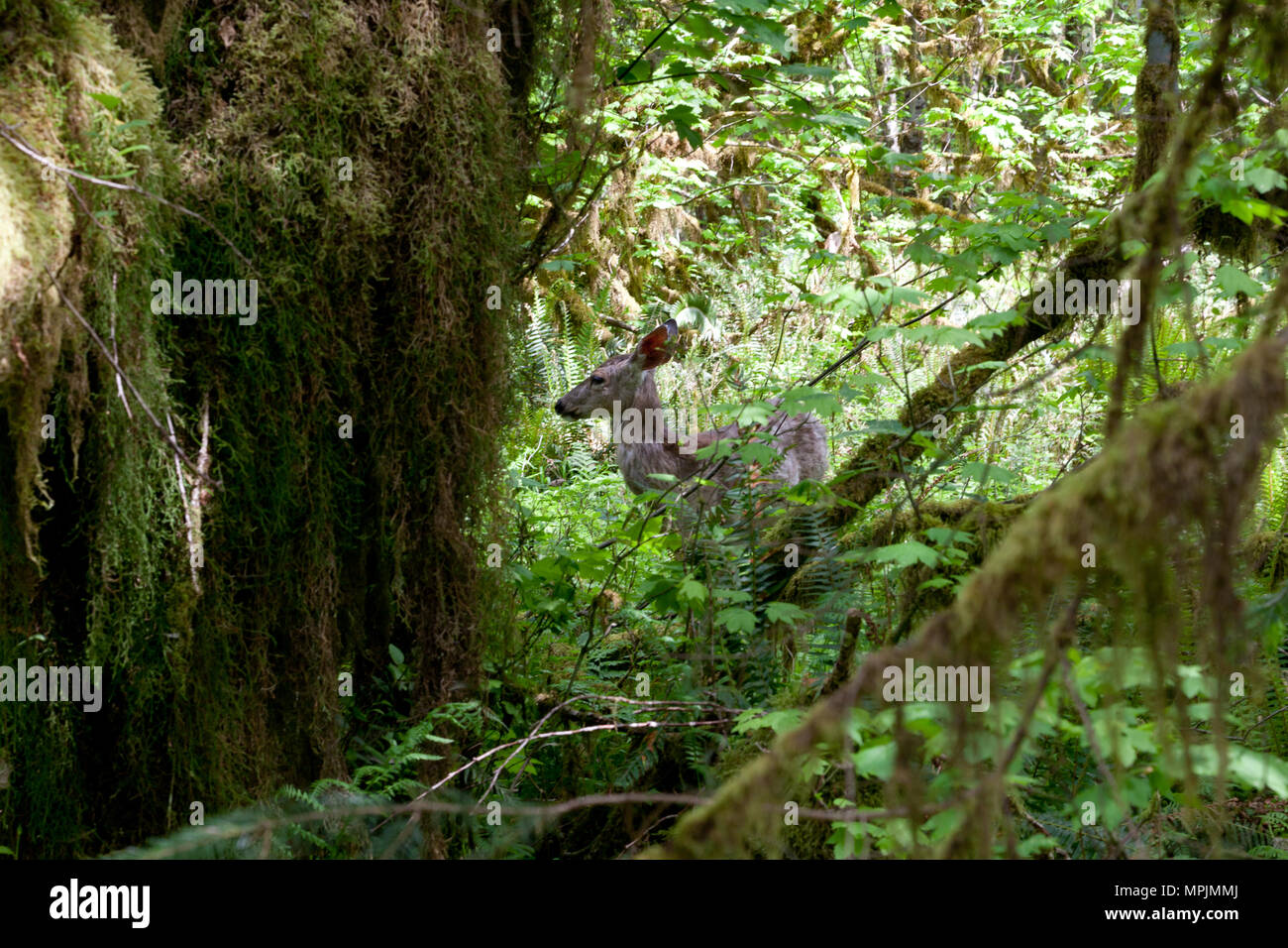 Rotwild in den Hoh Regenwald, Washington Stockfoto
