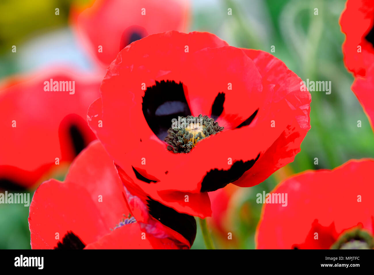 Papaver commutatum Ladybird Mohn rot und schwarz Stockfoto