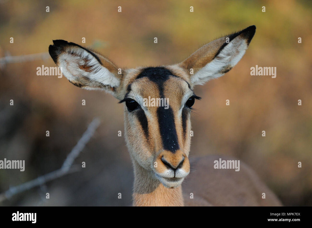 Schwarz konfrontiert Impala Kopf Portrait, (Aepyceros melampus petersi), Etosha Nationalpark, Namibia Stockfoto