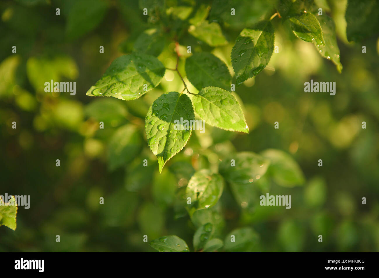 Nasses Laub nach einem Regen in Nachmittag Licht Stockfoto