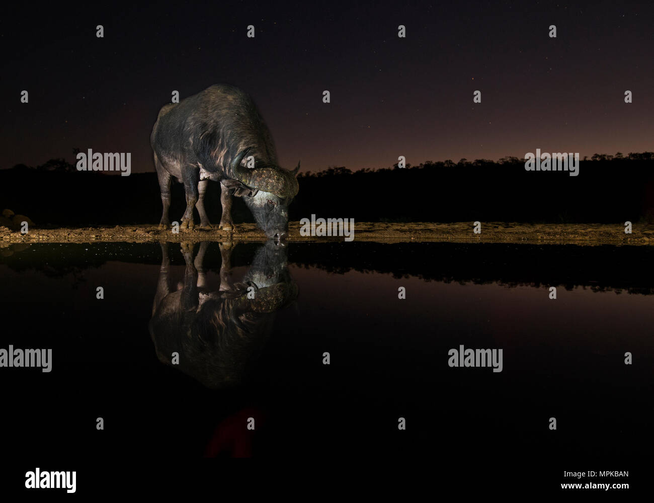 Büffel trinken aus einem Wasserloch in der Nacht, Zimanga Private Game Reserve, Südafrika. Stockfoto
