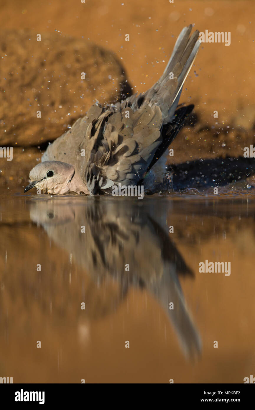 Ring-necked Dove Baden Stockfoto