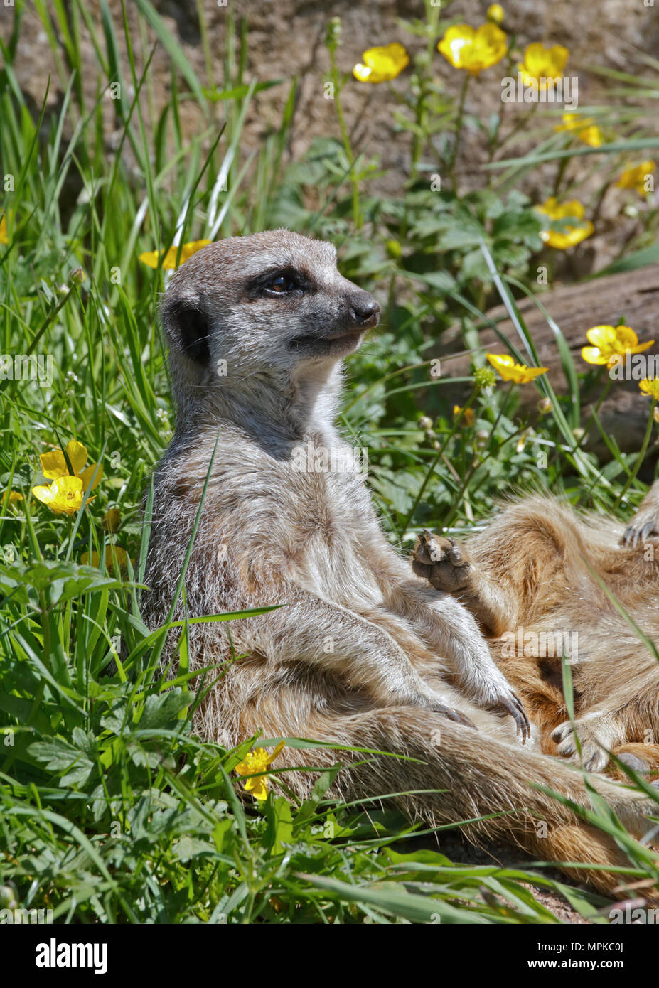 Schlanke Tailed Erdmännchen (Suricata Suricatta) Stockfoto