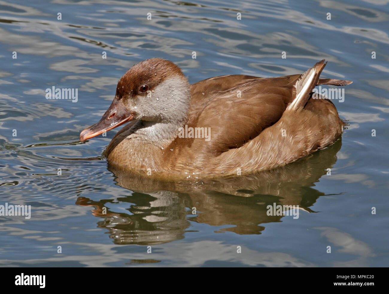 Red Crested Pochard (netta rufina), Buchse Stockfoto