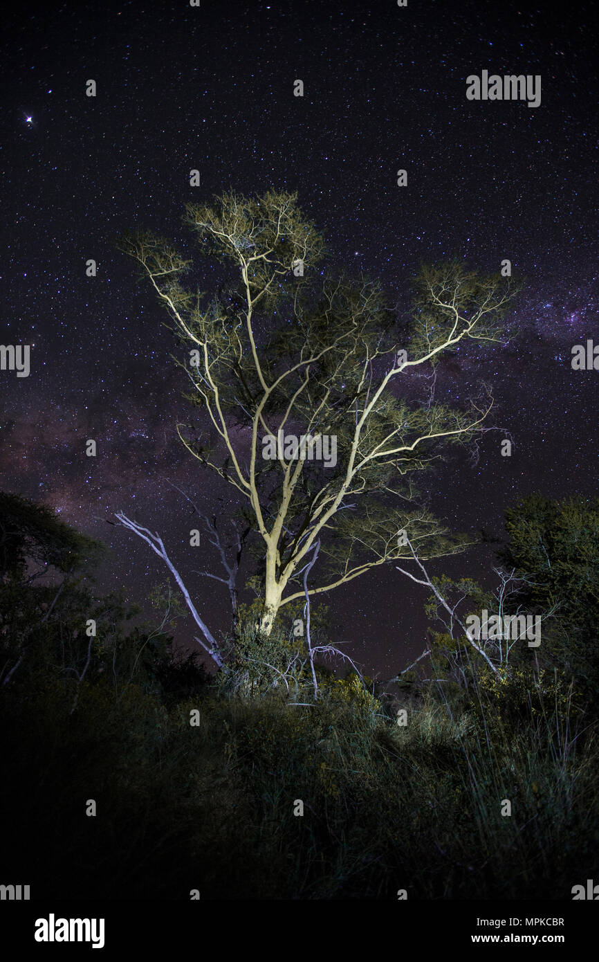 Fieber Bäume gegen den Nachthimmel in Afrika Stockfoto