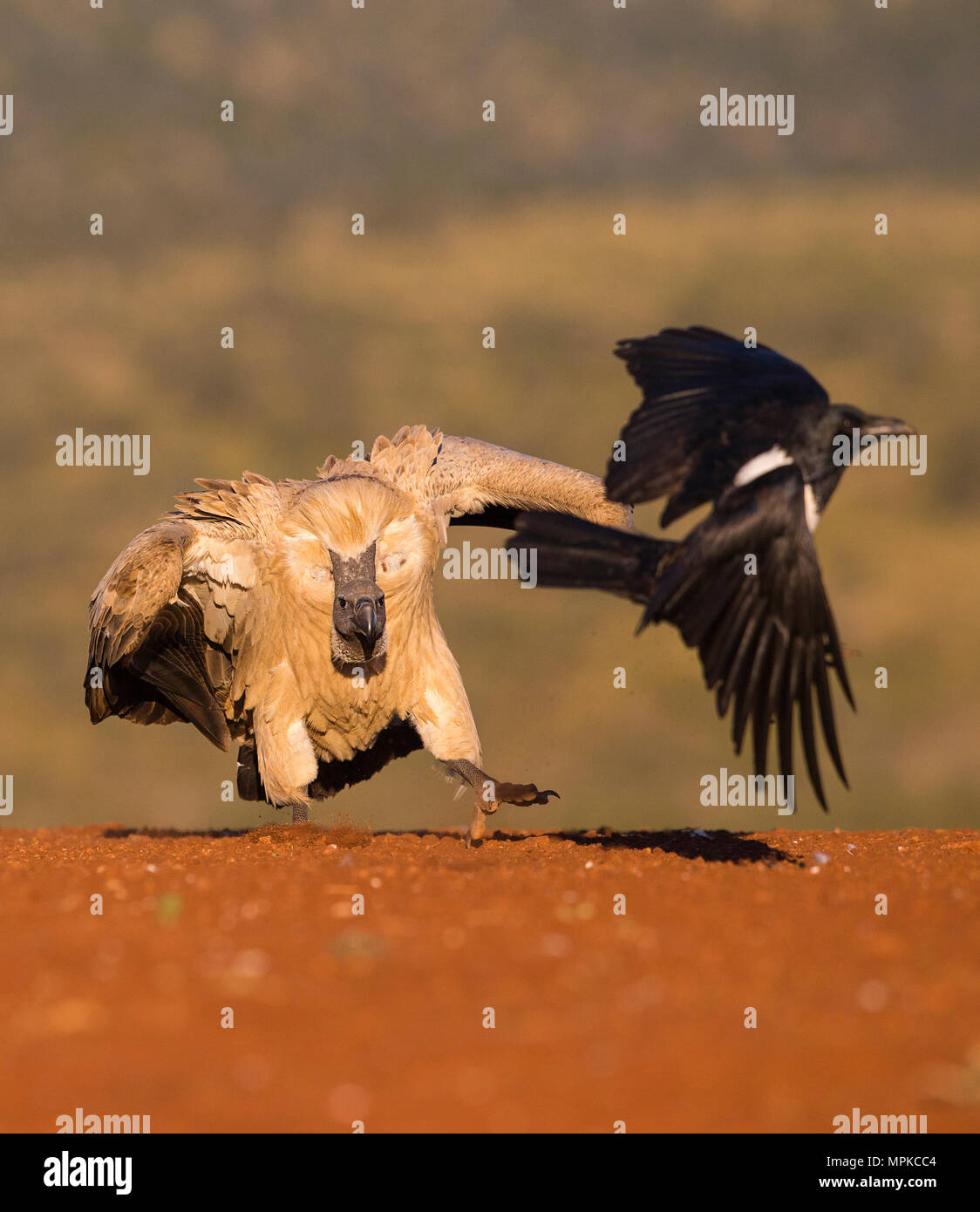Weiß-backed Vulture jagen ein Pied Crow Stockfoto