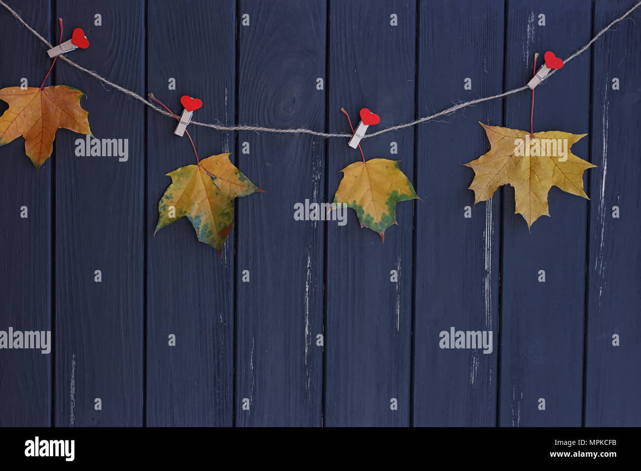 Herbst Ahorn Blätter auf eine Wäscheleine. schwarze Zaun Stockfoto