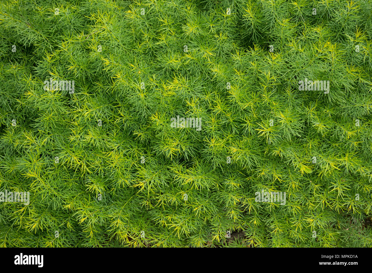 Thema Blatt Coreopsis Verticillata Zagreb Anlage Stockfoto