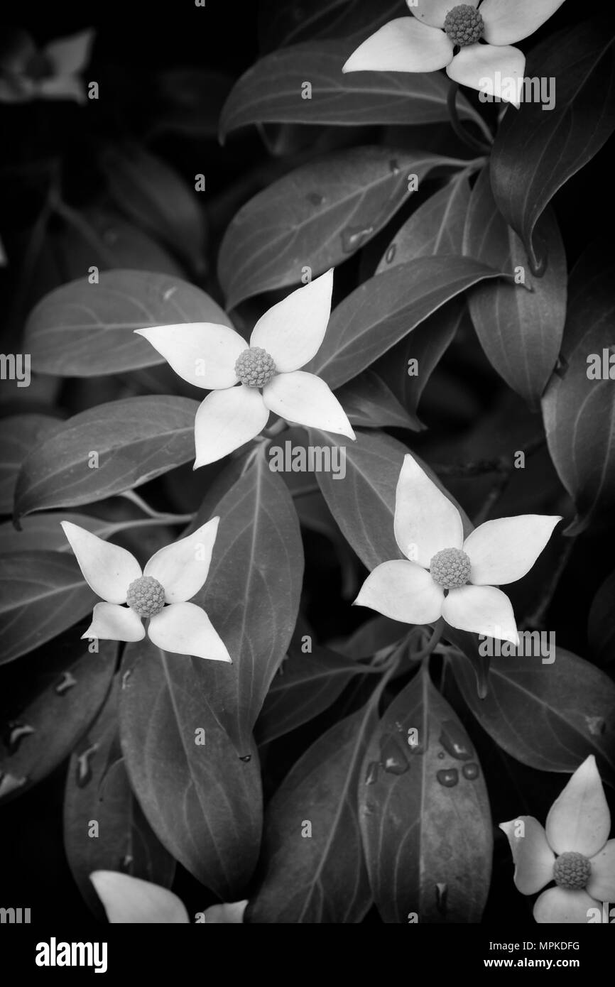 Blühende Kaiserin von China Chinesische Evergreen Hartriegel Stockfoto