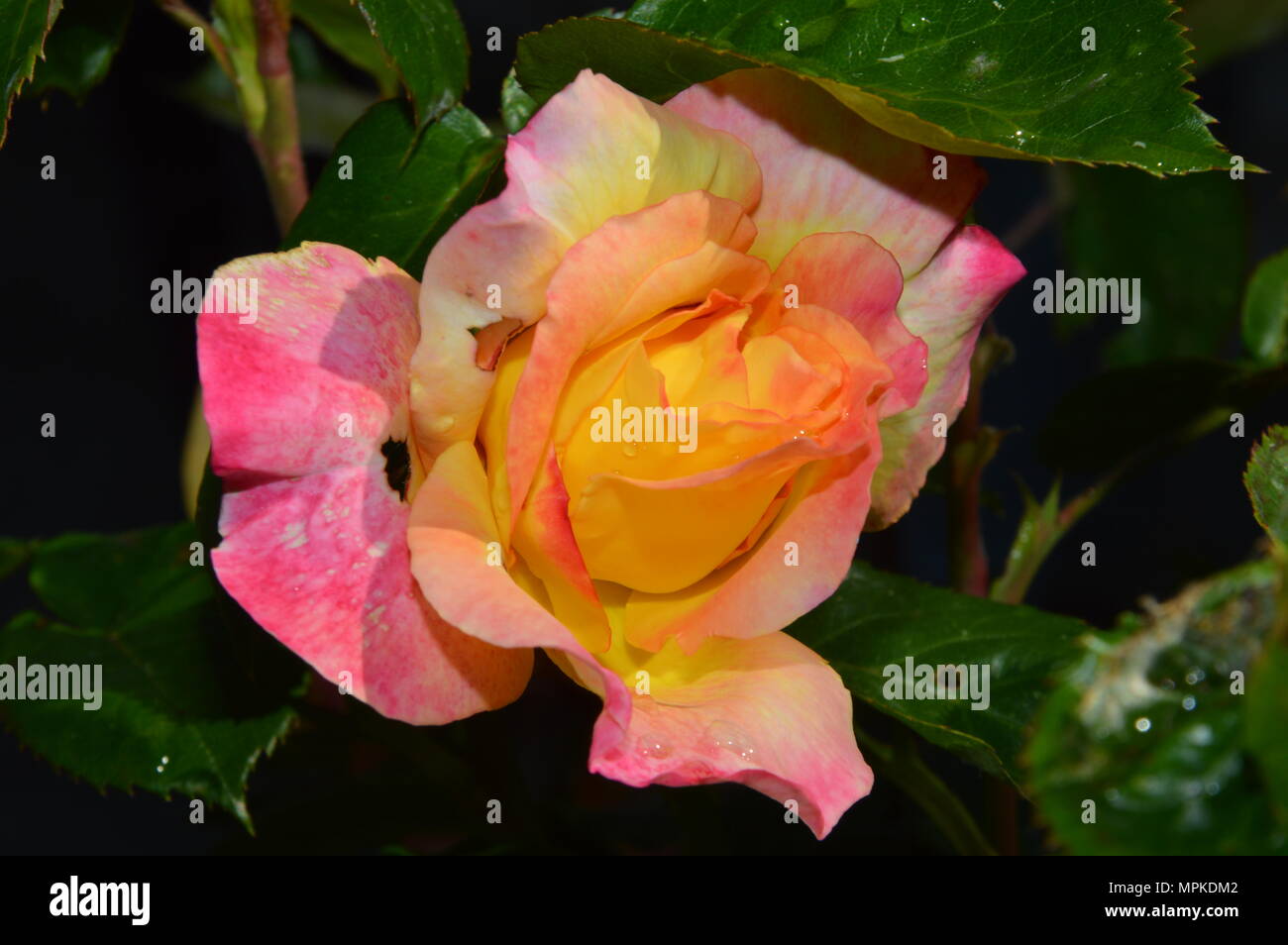 Zoom auf eine Orange Weiß Rot Rose, außerhalb Stockfoto