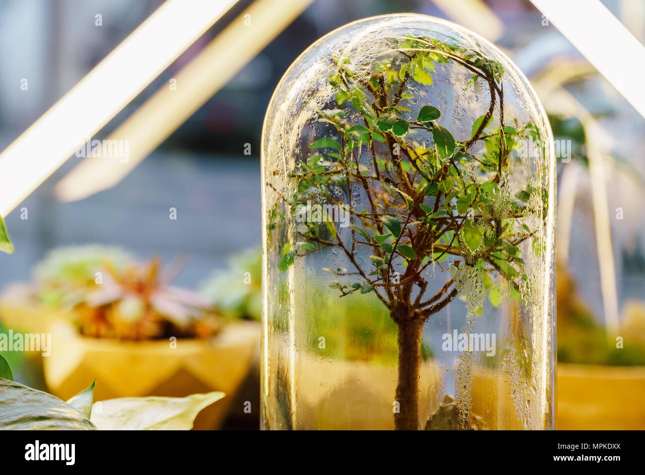 unterschied efeutute und philodendron Große Silbrige Efeutute | Scindapsus main image 1