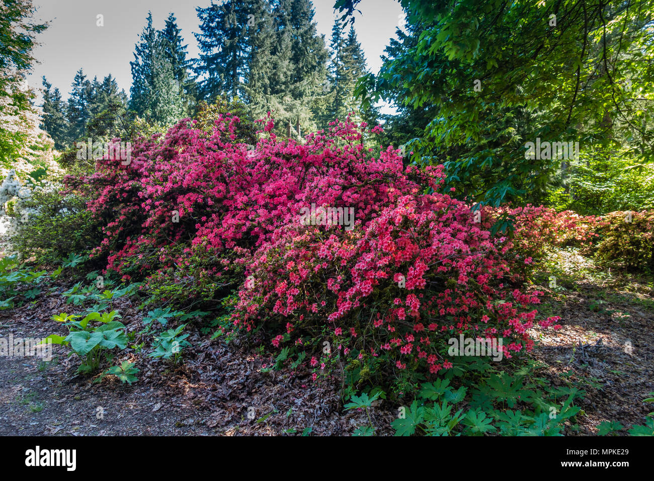 Ein Blick auf eine ausgedehnte rote Rhododendronblüte Bush in Federal Way, Washington. Stockfoto