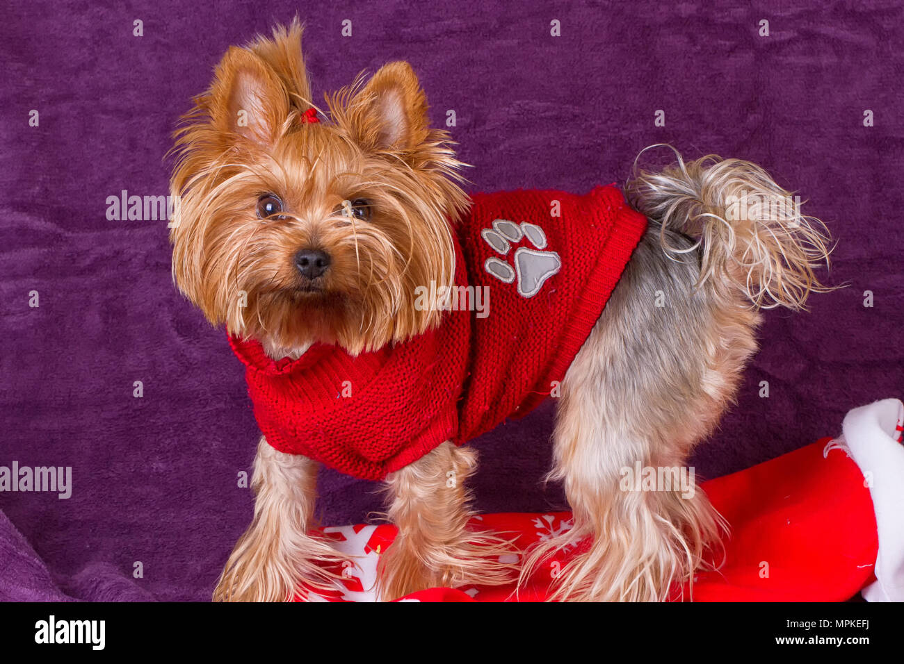 Yorkshire Terrier in warme Kleidung auf lila Hintergrund Stockfotografie -  Alamy