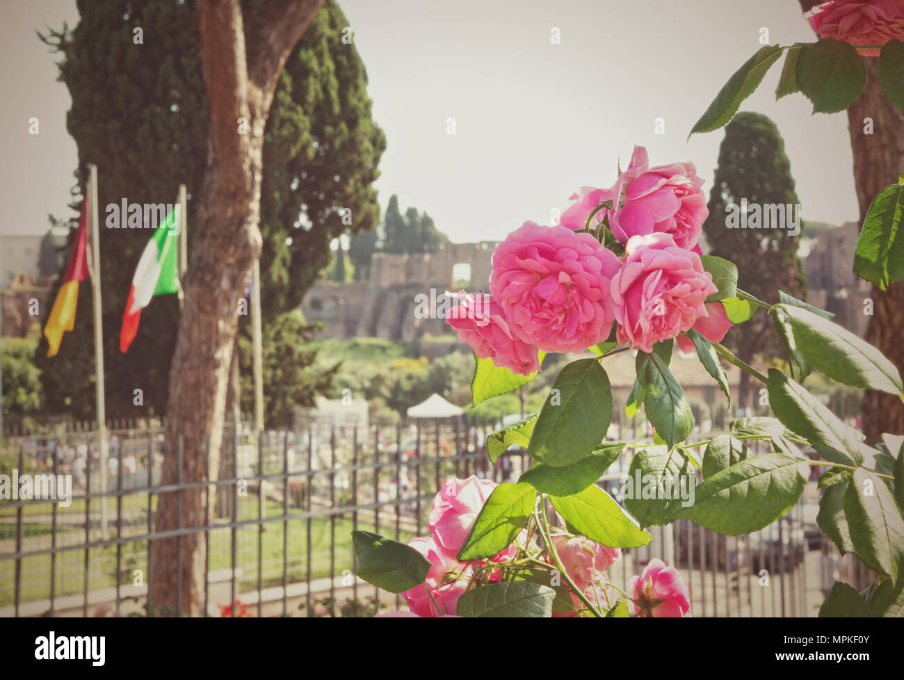 Roms Municipal Rose Garden Stockfoto