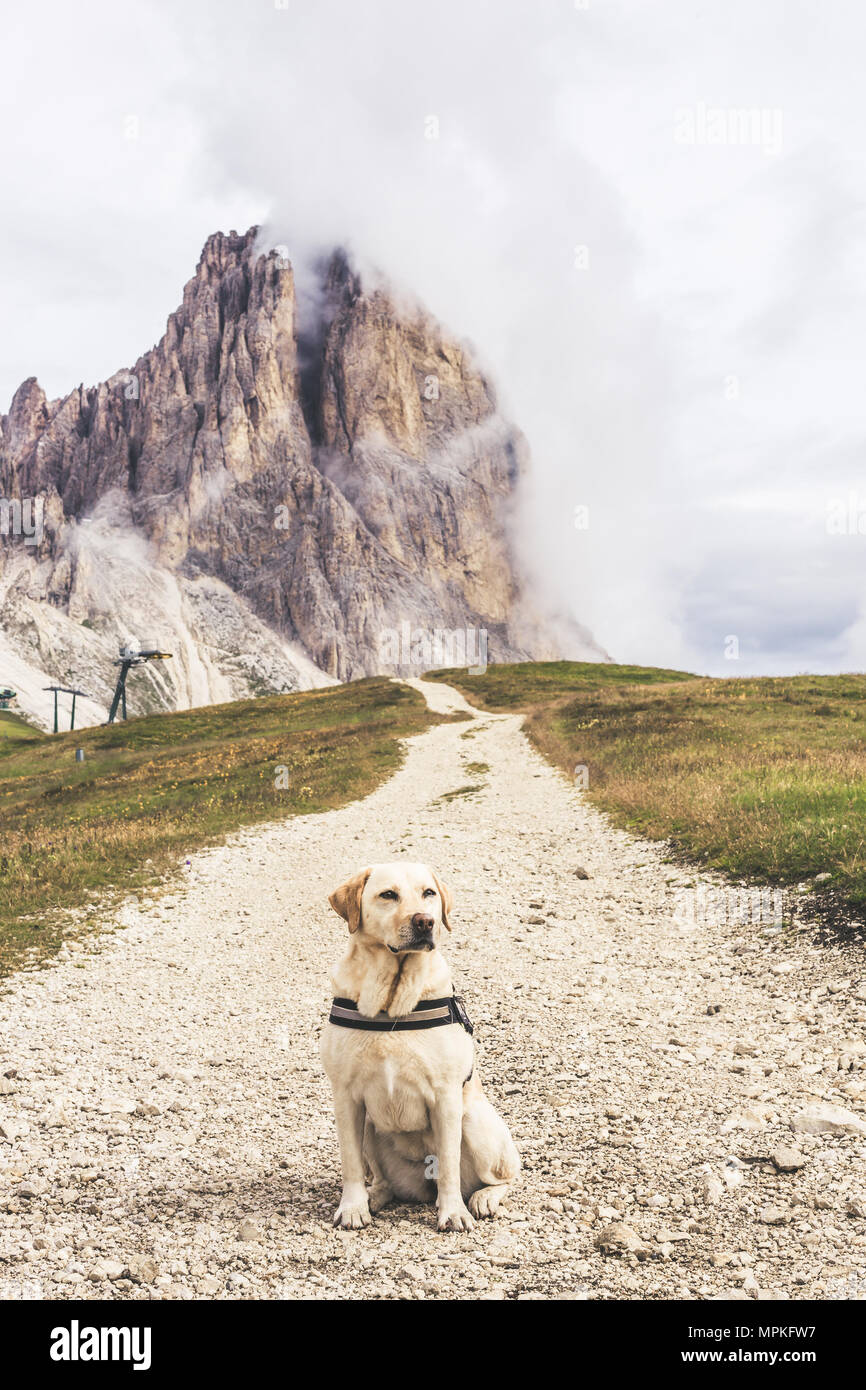Labrador in den Dolomiten Stockfoto