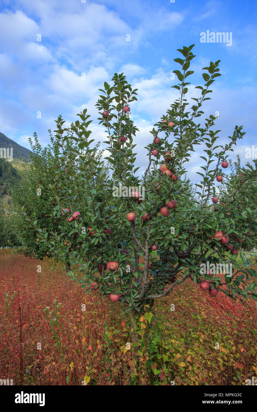 Apple Bäume und Buchweizen Feld in Sangla Valley (Himachal Pradesh, Indien) Stockfoto