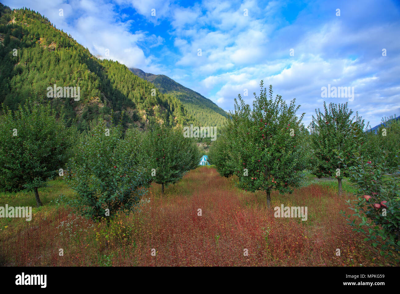 Apple Bäume und Buchweizen Feld in Sangla Valley (Himachal Pradesh, Indien) Stockfoto